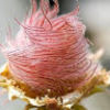islandwildrose
